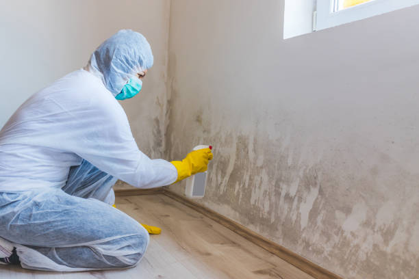 Black mold inspection in Millburn